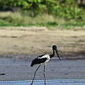 Black-necked Stork<br />Canon EOS 7D + EF300 F2.8L III + EF2xIII Black-necked Stork<br />Canon EOS 7D + EF300 F2.8L III + EF2xIII